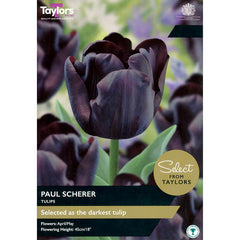 Tulip 'Paul Scherer' (8 bulbs) image 0