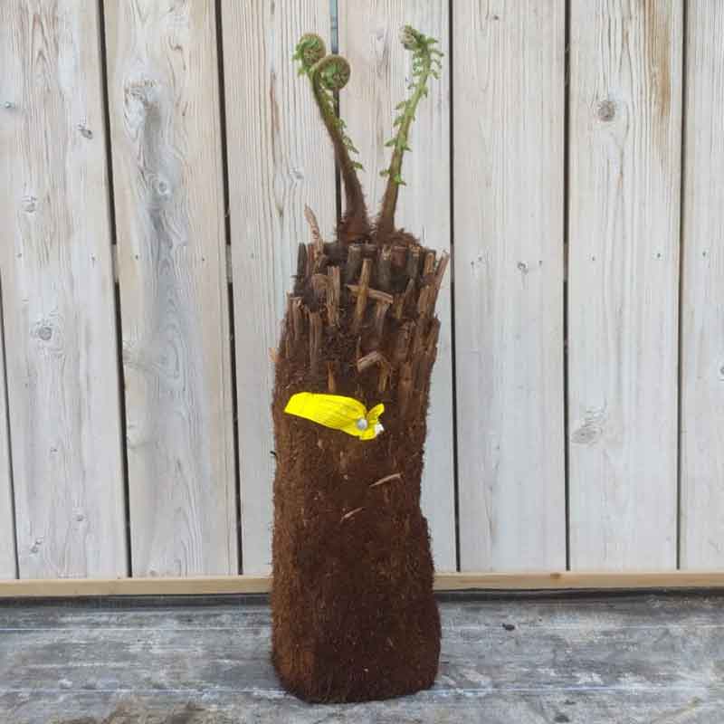 Dicksonia antarctica Tree Fern 2ft image 0