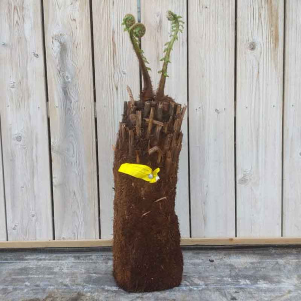 Dicksonia antarctica Tree Fern 2ft image 0