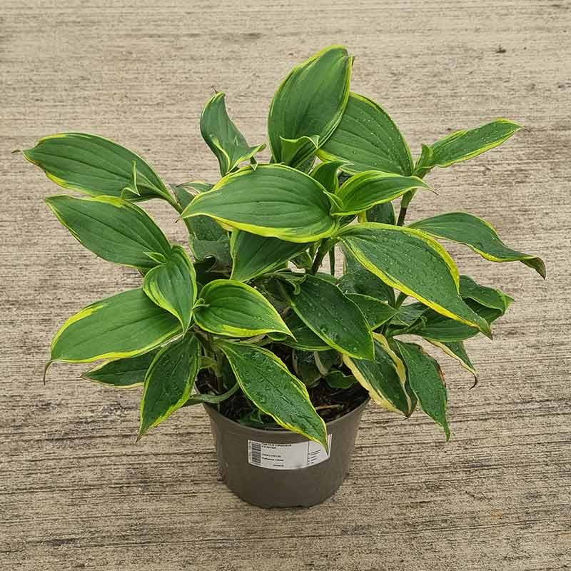 Tricyrtis Formosana ‘Autumn Glow’ (2-Litre Pot) image 0