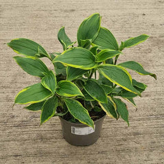 Tricyrtis Formosana ‘Autumn Glow’ (2-Litre Pot) image 0