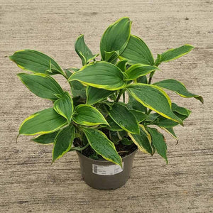Tricyrtis Formosana ‘Autumn Glow’ (2-Litre Pot) image 0