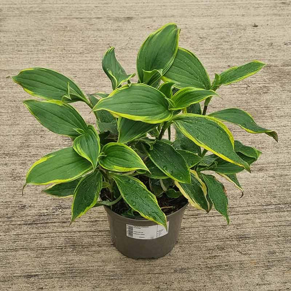 Tricyrtis Formosana ‘Autumn Glow’ (2-Litre Pot) image 0