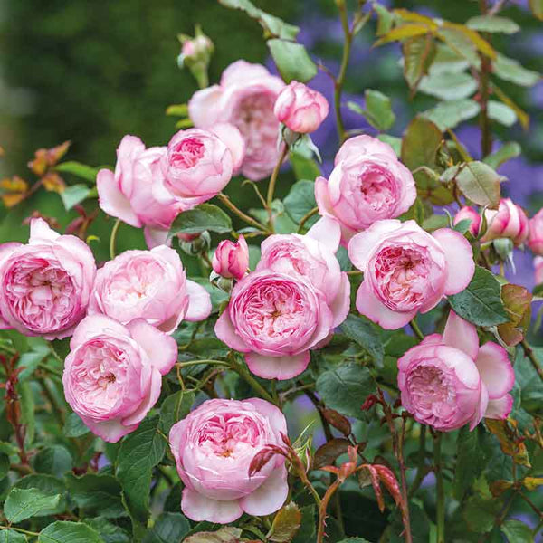 David Austin The Mill On The Floss® English Shrub Rose (6-Litre Pot) image 0
