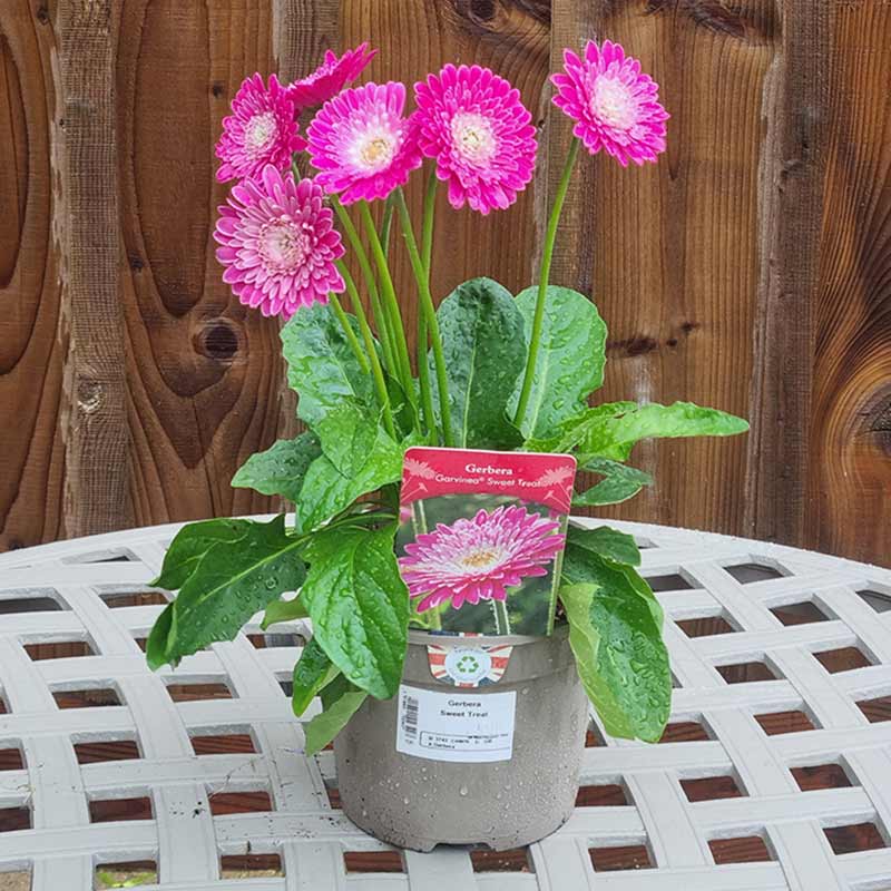 Gerbera ‘Sweet Treat’ (2-Litre Pot) image 0