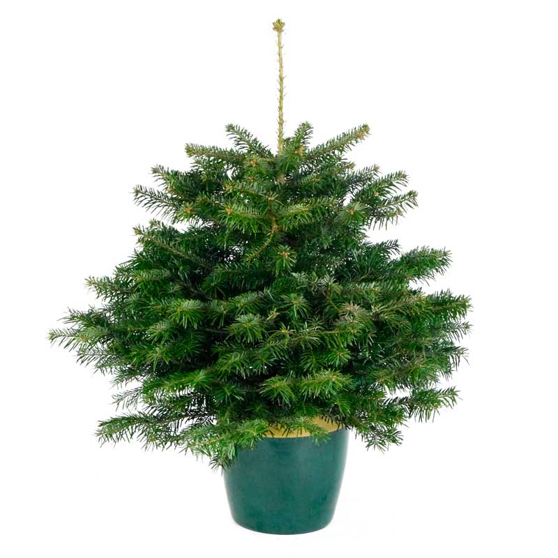 Needlefresh Nordmann Fir Pot Grown Christmas Tree image 0