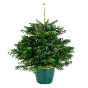 Needlefresh Nordmann Fir Pot Grown Christmas Tree image 0