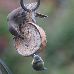 Henry Bell Suet Coconut Half image 0