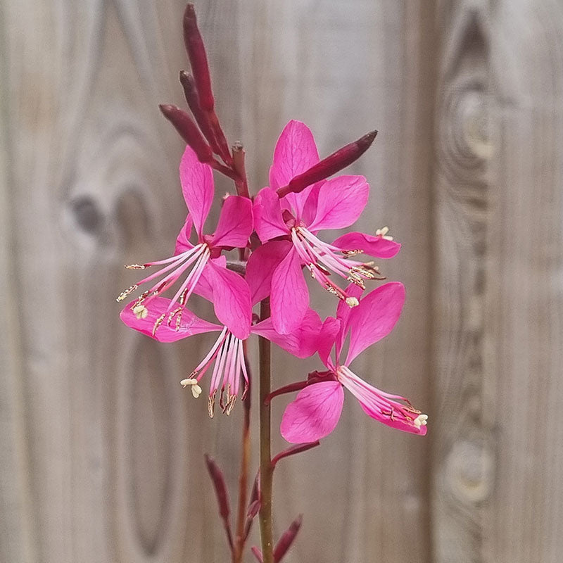 Gaura Steffi Blush Dark Rose (2-Litre Pot) image 0