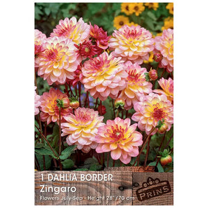 Dahlia Border 'Zingaro' (1 tuber) image 0