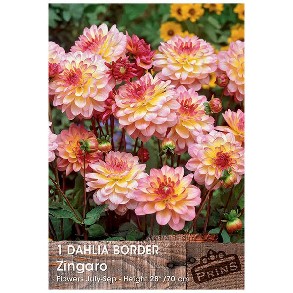Dahlia Border 'Zingaro' (1 tuber) image 0
