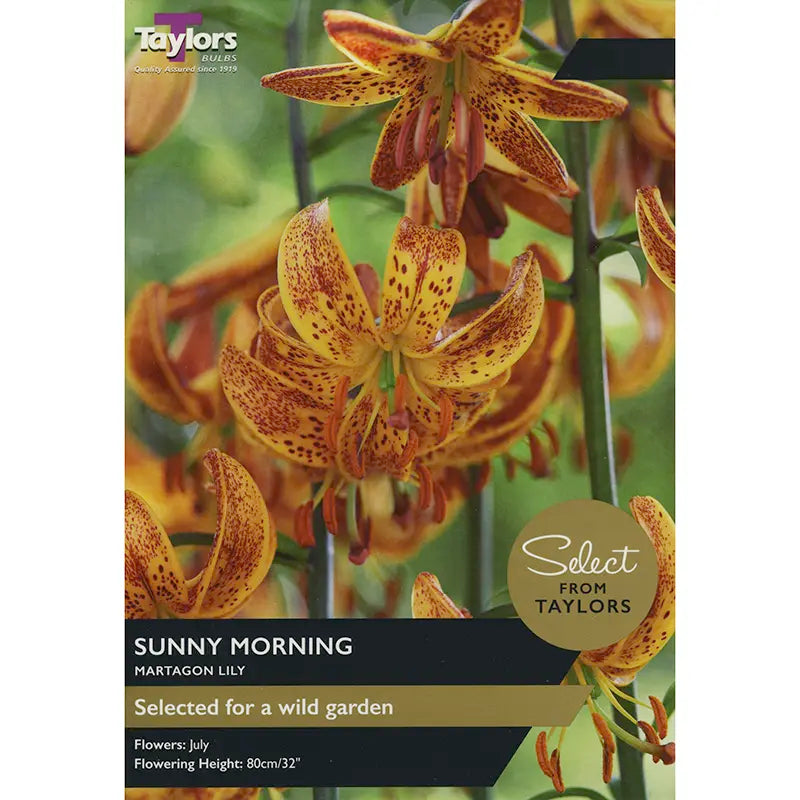 Martagon Lily 'Sunny Morning' (2 bulbs) image 0