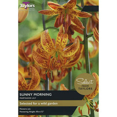 Martagon Lily 'Sunny Morning' (2 bulbs) image 0