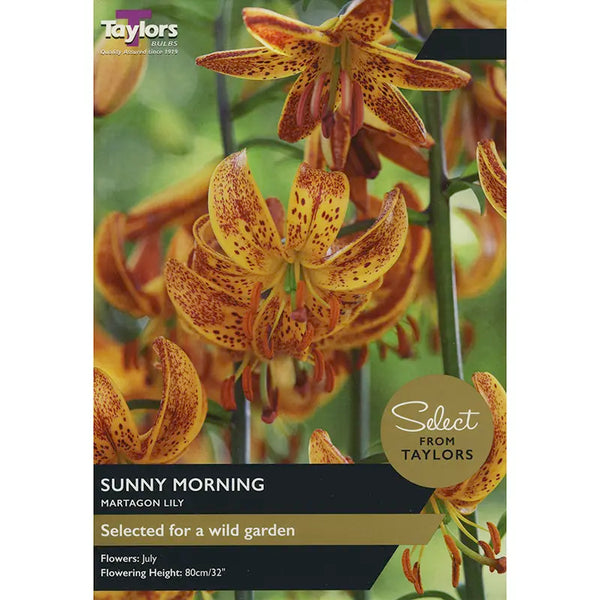 Martagon Lily 'Sunny Morning' (2 bulbs) image 0