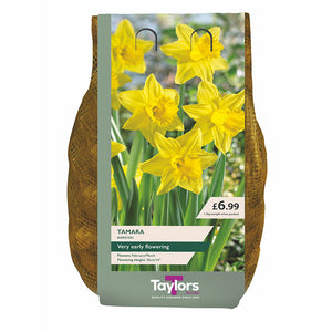 Narcissus 'Tamara' Daffodils (1.5kg Carri-Pack) image 0