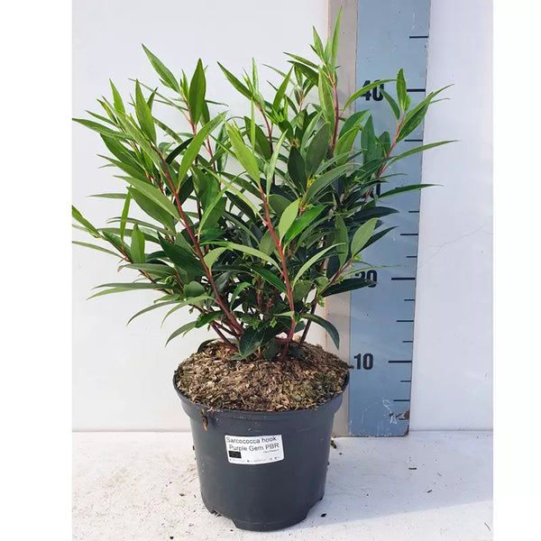 Sarcococca hookeriana 'Purple Stem' (Sweet Box) image 1