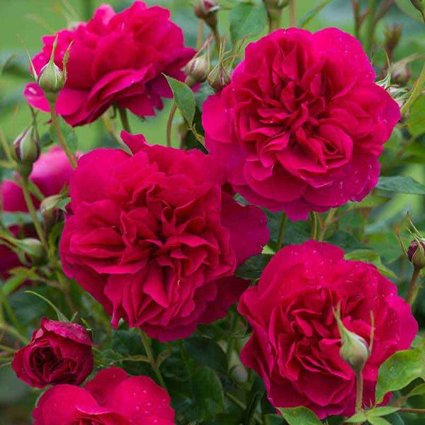 David Austin Thomas à Becket® English Shrub Rose (6-Litre Pot) image 0
