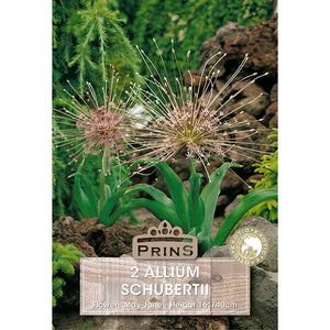 Allium 'Schubertii' (2 bulbs) image 0
