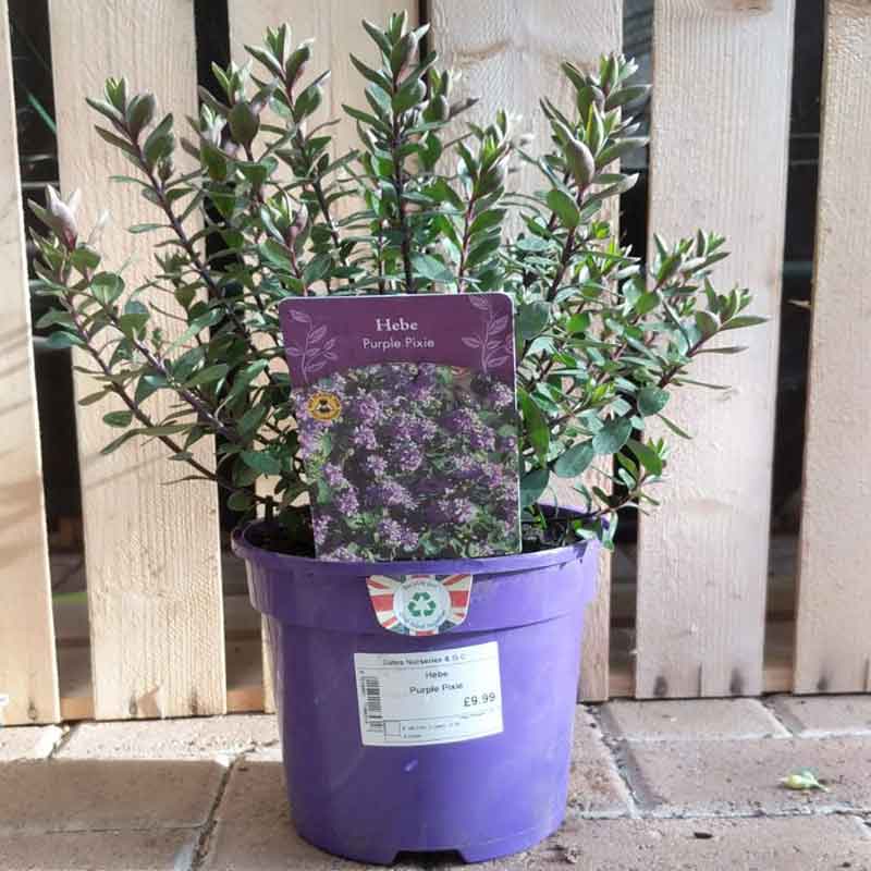 Hebe 'Purple Pixie' image 0