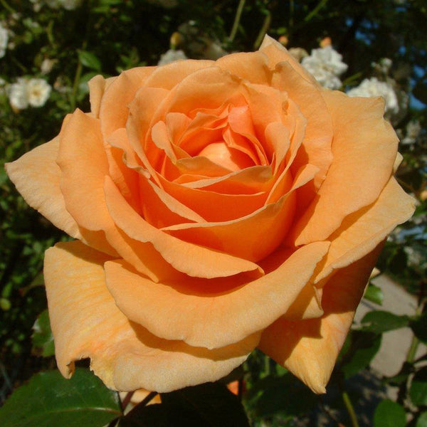 Peter Beales ‘Raymond Carver’ Shrub Rose (4-Litre Pot) image 0