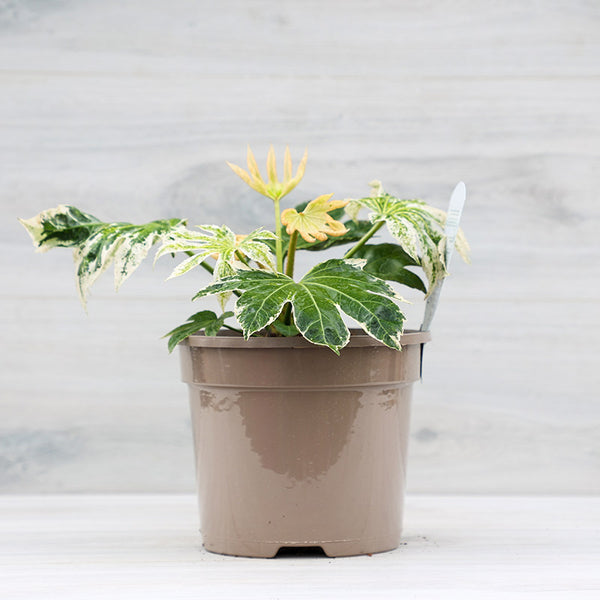 Fatsia ‘Spider's Web’ Japanese aralia (3-Litre Pot) image 2