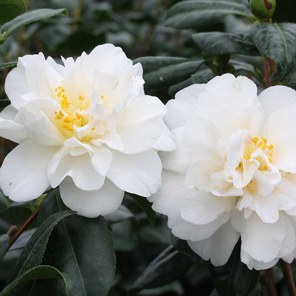 Camellia japonica 'Silver Anniversary' (4 litre pot) image 0