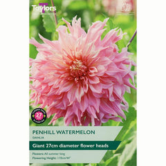 Dahlia ‘Penhill Watermelon’ with Peach-Pink Flowers (1 Tuber) image 0