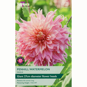 Dahlia ‘Penhill Watermelon’ with Peach-Pink Flowers (1 Tuber) image 0