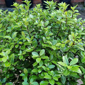 Pittosporum tenuifolium ‘Golf Ball’ (3-Litre Pot) image 1