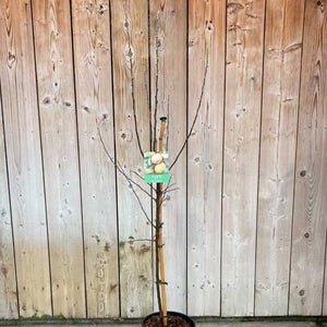 'Egremont Russet' Apple Tree (12-Litre Pot) image 1