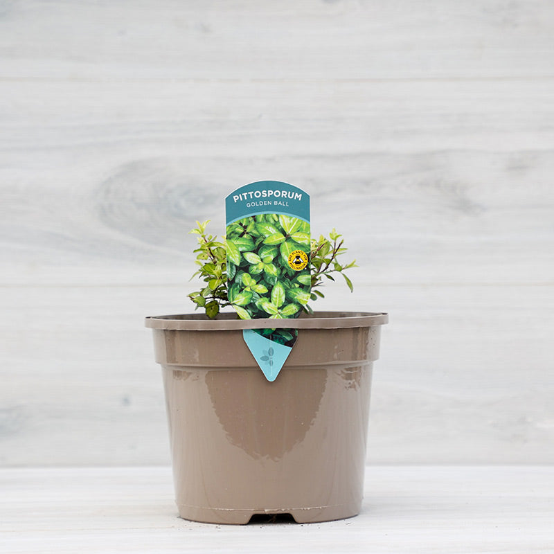 Pittosporum tenuifolium ‘Golden Ball’ (3-Litre Pot) image 0