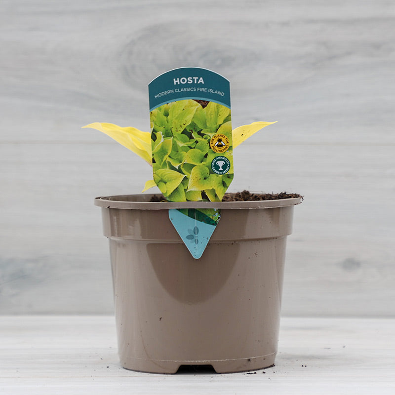 Hosta ‘Fire Island’ (2-Litre Pot) image 0