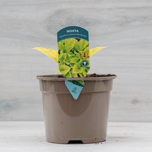 Hosta ‘Fire Island’ (2-Litre Pot) image 1