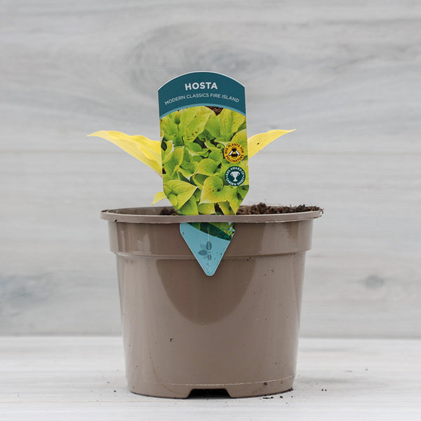 Hosta ‘Fire Island’ (2-Litre Pot) image 1