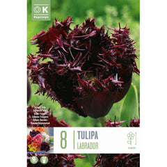 Tulip 'Labrador' (8 bulbs) image 0