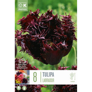 Tulip 'Labrador' (8 bulbs) image 0