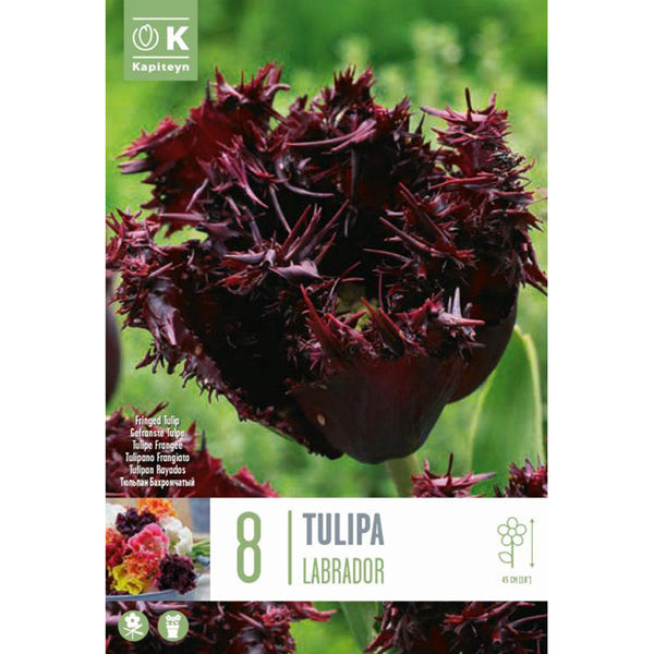 Tulip 'Labrador' (8 bulbs) image 0