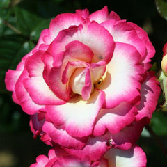 Whartons Roses ‘Handel’ Climbing Rose (4-Litre Pot) image 0