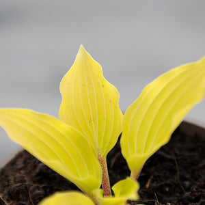 Hosta ‘Fire Island’ (2-Litre Pot) image 0