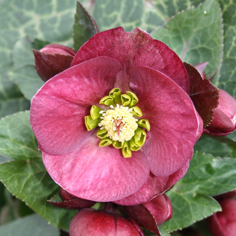 Hellebore Frostkiss ‘Vibey Velvet’ (2-Litre Pot) image 0