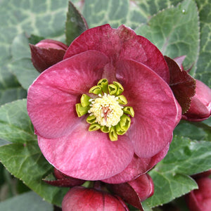 Hellebore Frostkiss ‘Vibey Velvet’ (2-Litre Pot) image 0