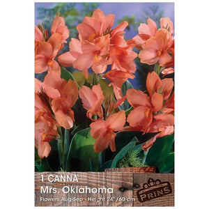 Canna 'Mrs. Oklahoma' (1 bulb) image 0