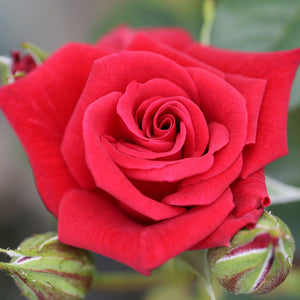 Whartons Roses ‘Love Knot’ Climbing Rose (4-Litre Pot) image 0