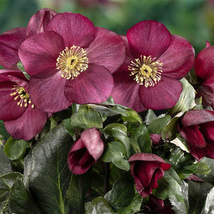 Helleborus ‘HGC Winter Ballet Cozy Red’ (2-Litre Pot) image 0