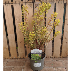 Euphorbia 'Ascot Rainbow' (2-Litre Pot) image 0