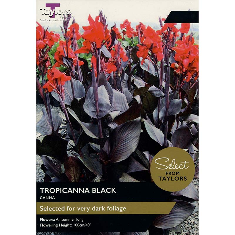 Canna Tropicanna ‘Black’ (1 Bulb) image 0