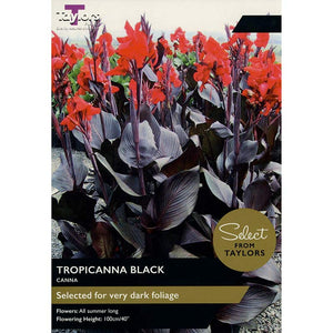 Canna Tropicanna ‘Black’ (1 Bulb) image 0