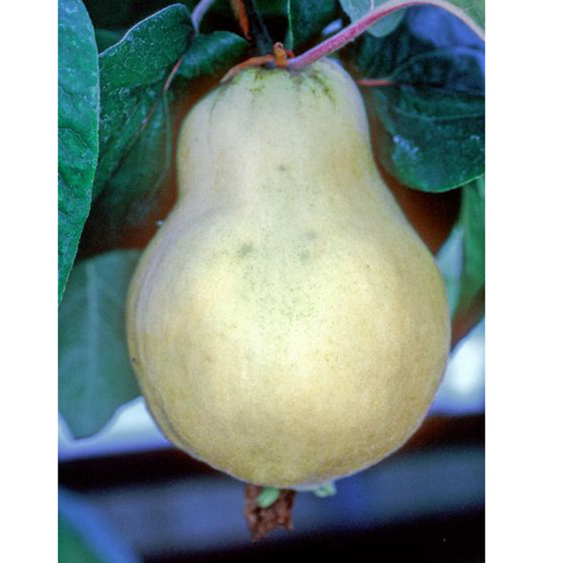 Cydonia oblonga ‘Vranja’ Quince Tree (12-Litre Pot) image 0