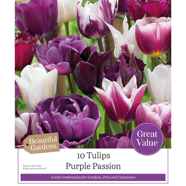 Tulips ‘Purple Passion’ (10 Bulbs) image 0