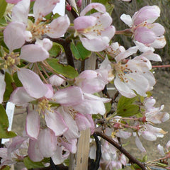 Malus ‘Sun Rival’ Tree (Crab Apple) (12-Litre Pot) image 0